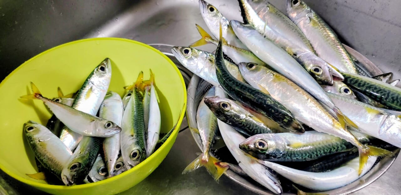 ｜【ジャンボフェリーで楽々！島釣行】秋の小豆島で釣りを楽しもう。癒しのターゲット達が沢山！