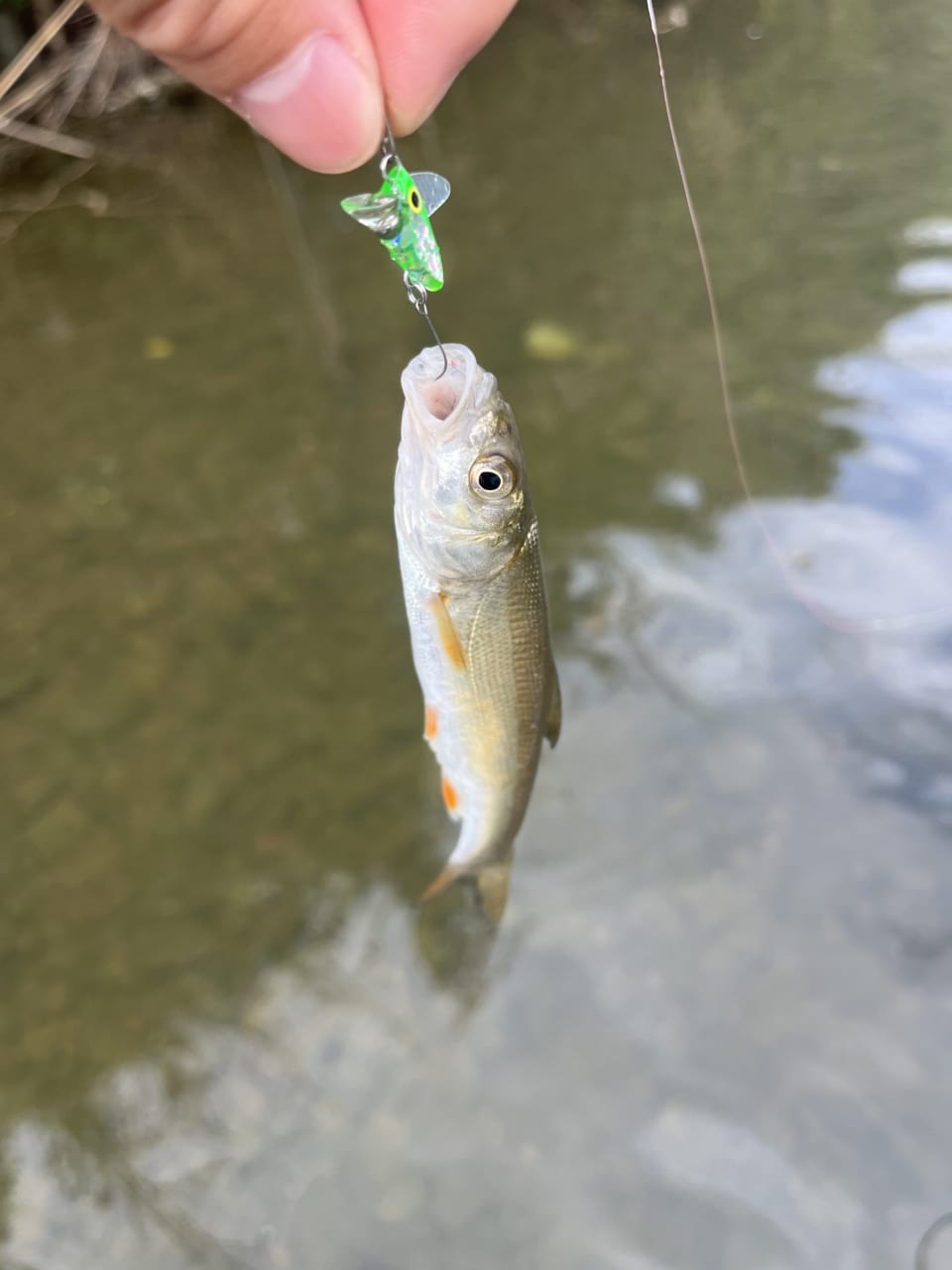 |近所の川で楽しめる『チャビング』って知ってる?手軽で奥深い、魅力あふれる釣りを解説。