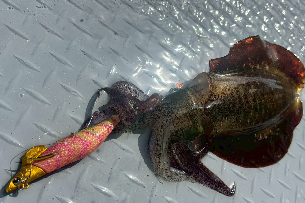 ｜「ドキドキ感がクセになる…」遊漁船で中乗りとして活躍する清水彩香が、ティップエギングの魅力を解説！