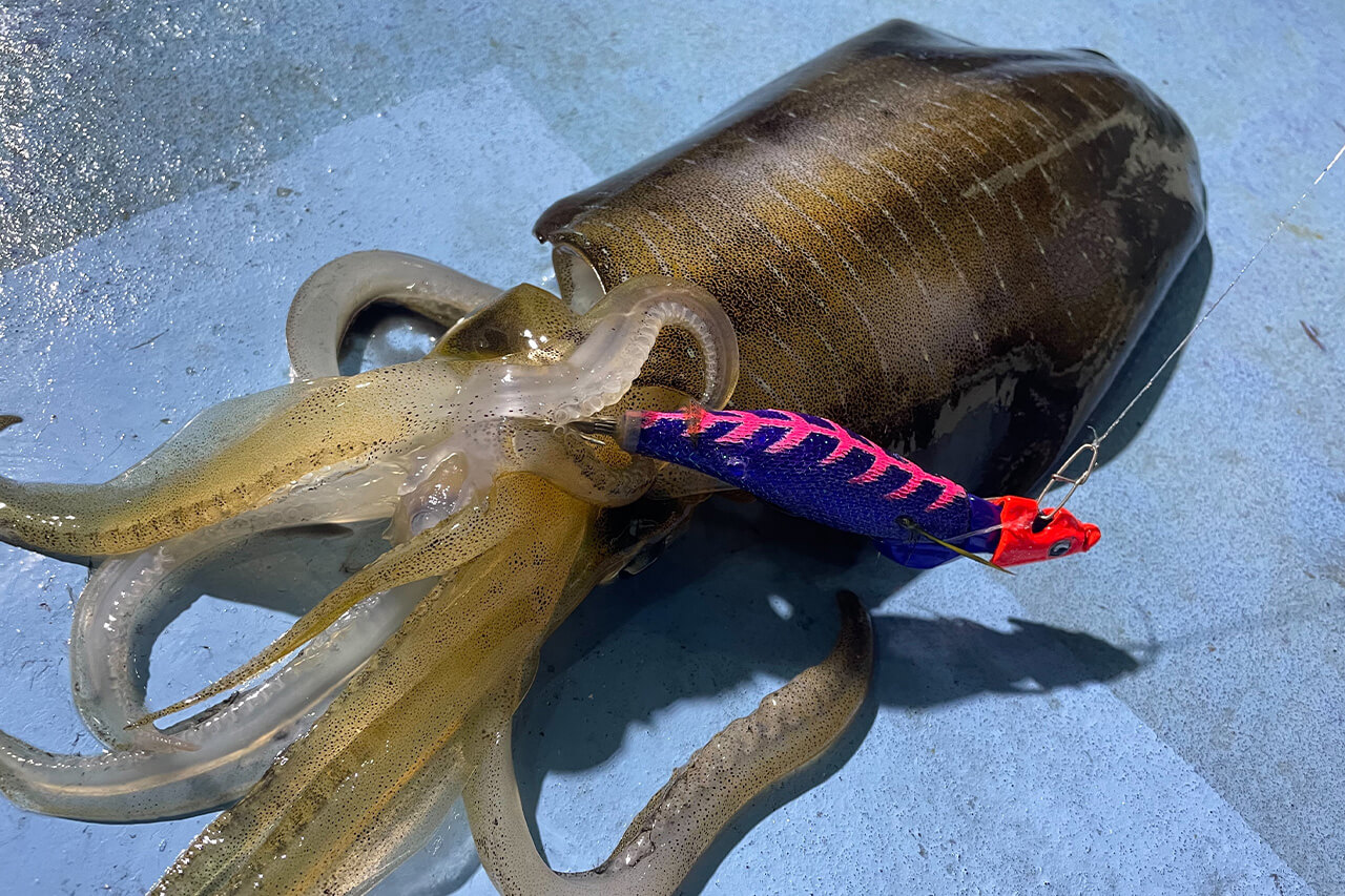 |【遊漁船のキャプテンが教える】潮を読んで釣果アップ! ティップエギングのすゝめ