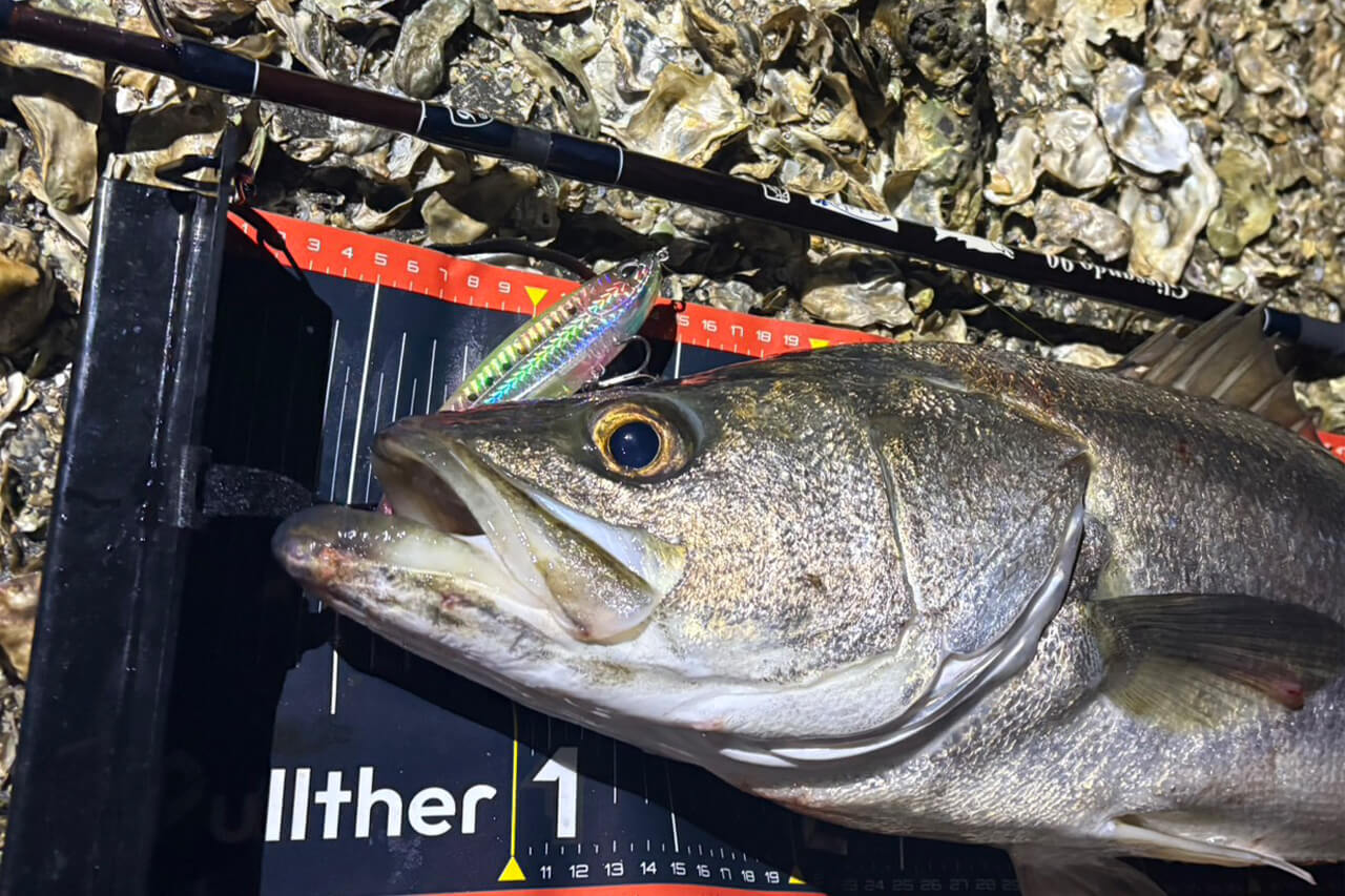 |「ヒットルアーはコレです」ランカー降臨!東京ベイエリアでコノシロ祭り開幕か!?【週刊・東京湾シーバス情報】