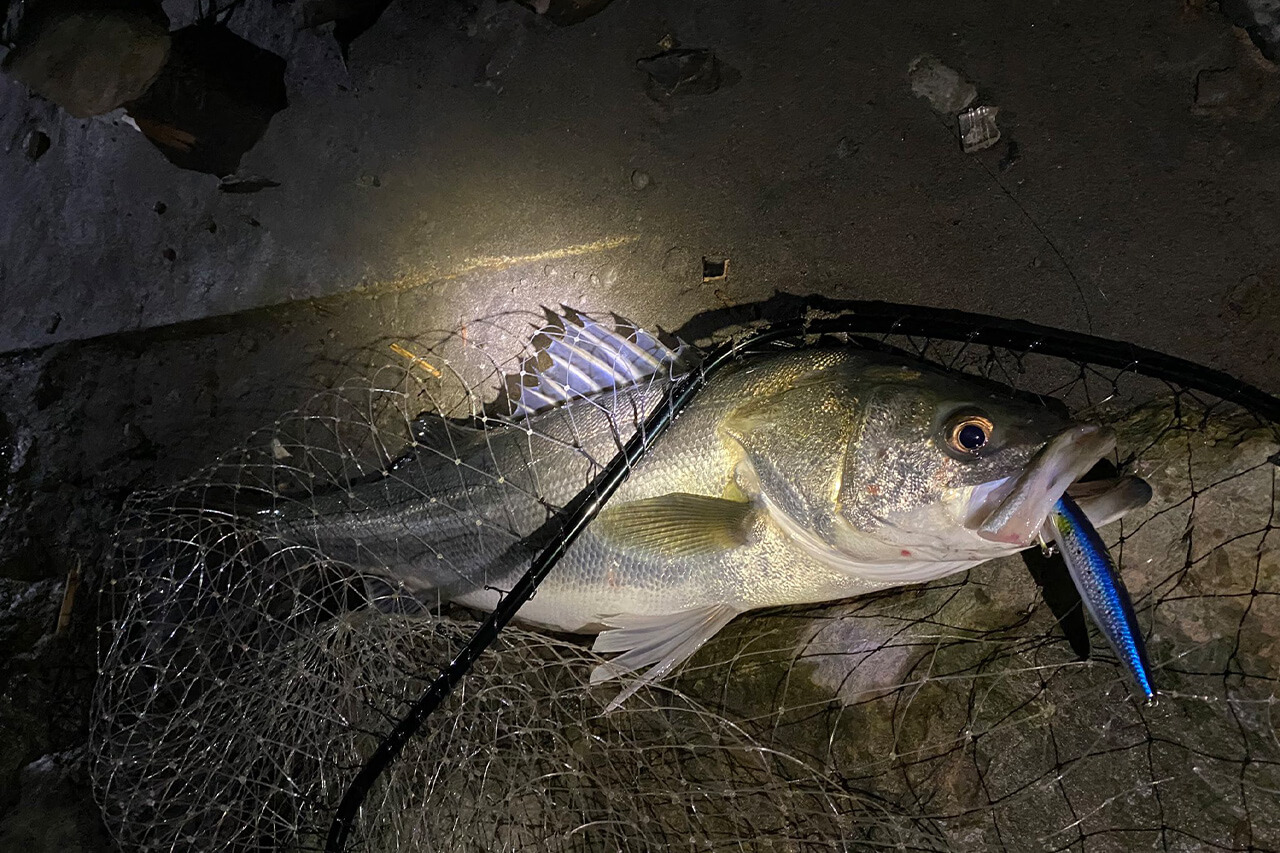 ｜ラインは“切れない”が正義。シーバス釣り『15年』で辿り着いた最強リーダーとは？