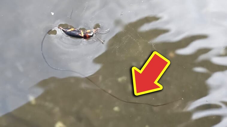 【寄生されると操られて飛び込み…】【水辺では注意してみて！】釣りや水遊びで出会う「寄生虫」が持つ驚きの生態とは