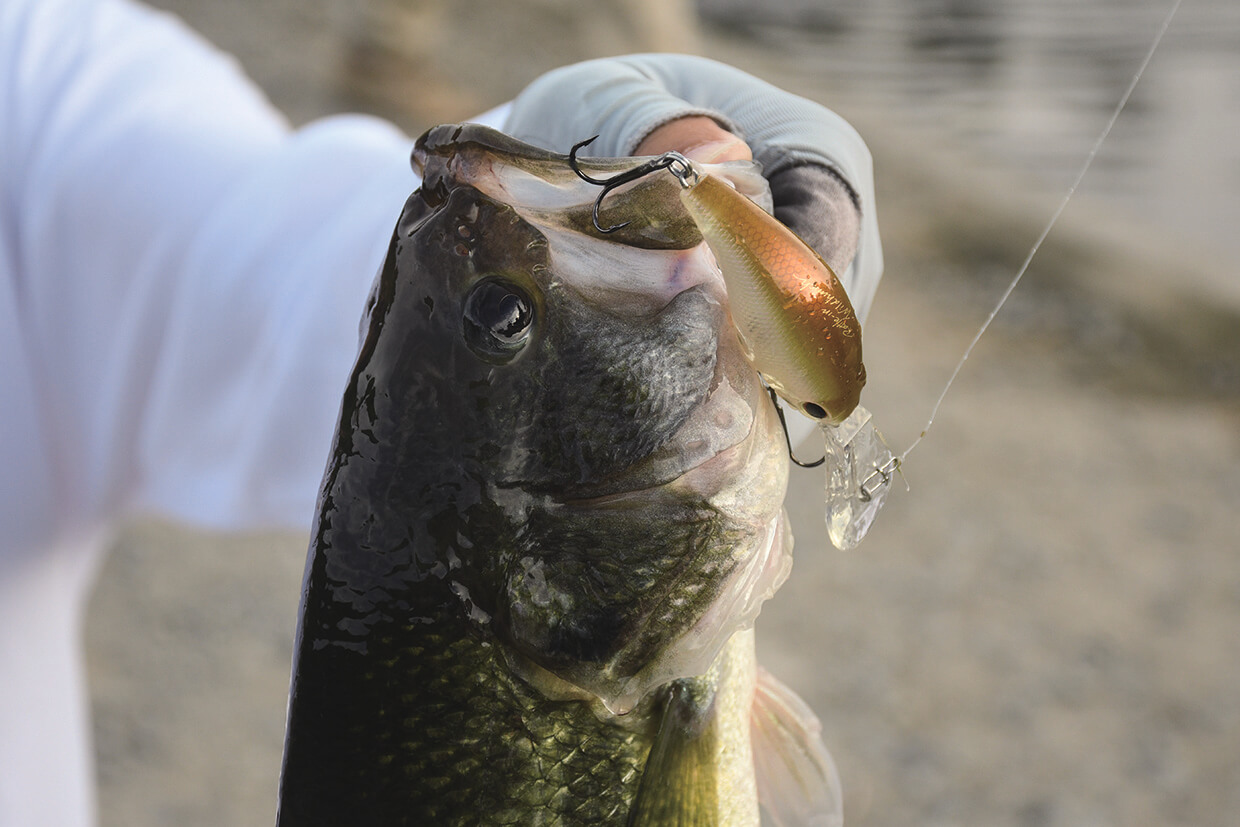 ｜バスを実際に釣って検証10本!!『アピールとナチュラルどっちが釣れる？』ほか