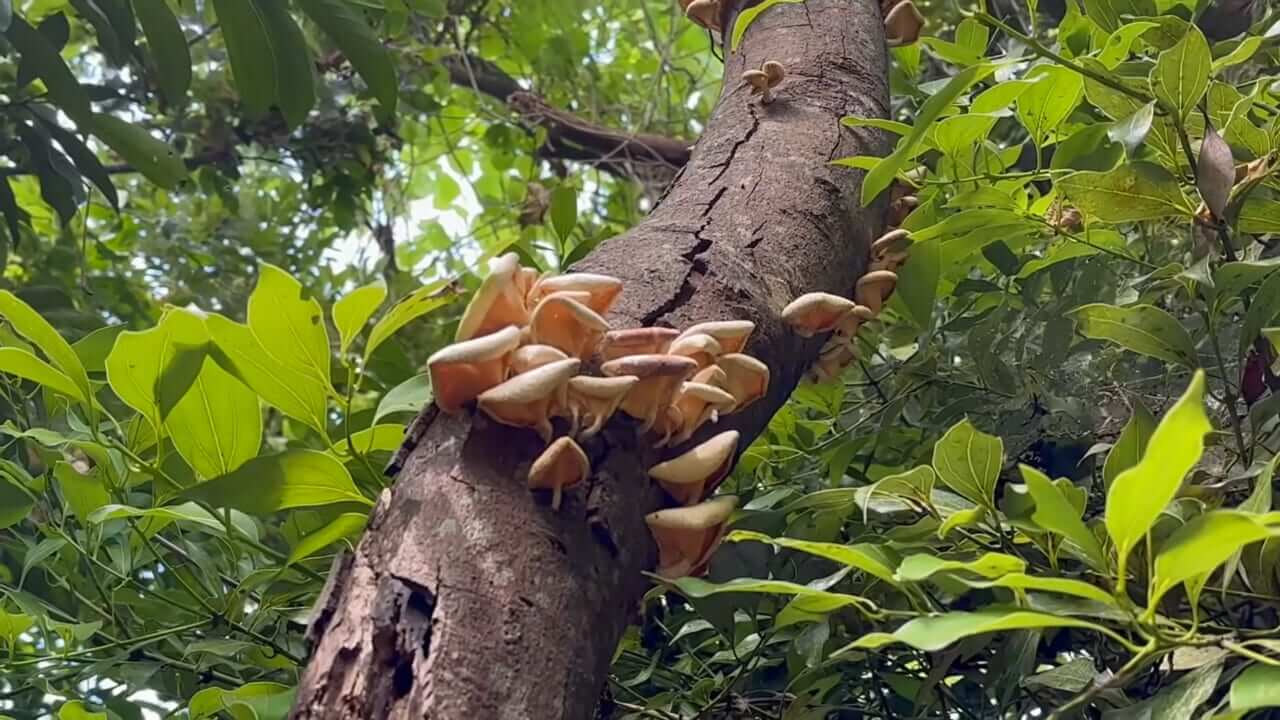 |「よっしゃ!」「食った!」ミミズのついた『木の枝』を岩陰に突っ込むと…? 20万回再生された“穴釣り”に反響多数。