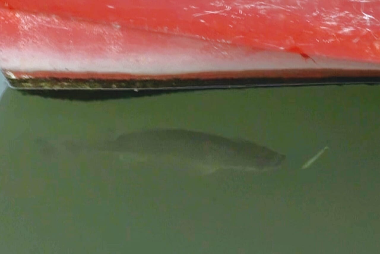 ｜暗号資産が賞金のバス釣りトーナメントが開催！相模湖を知り尽くす男が勝利！