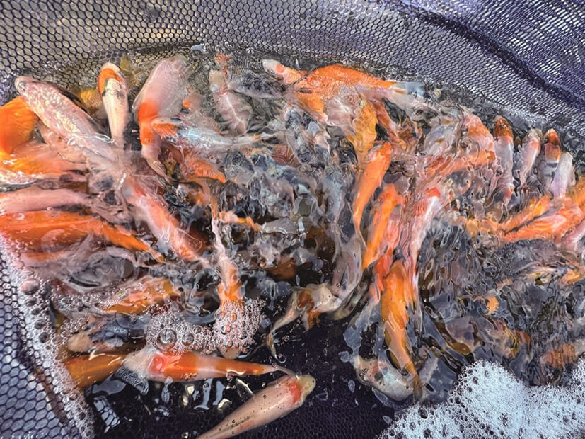 ｜バスを実際に釣って検証10本!!『アピールとナチュラルどっちが釣れる？』ほか