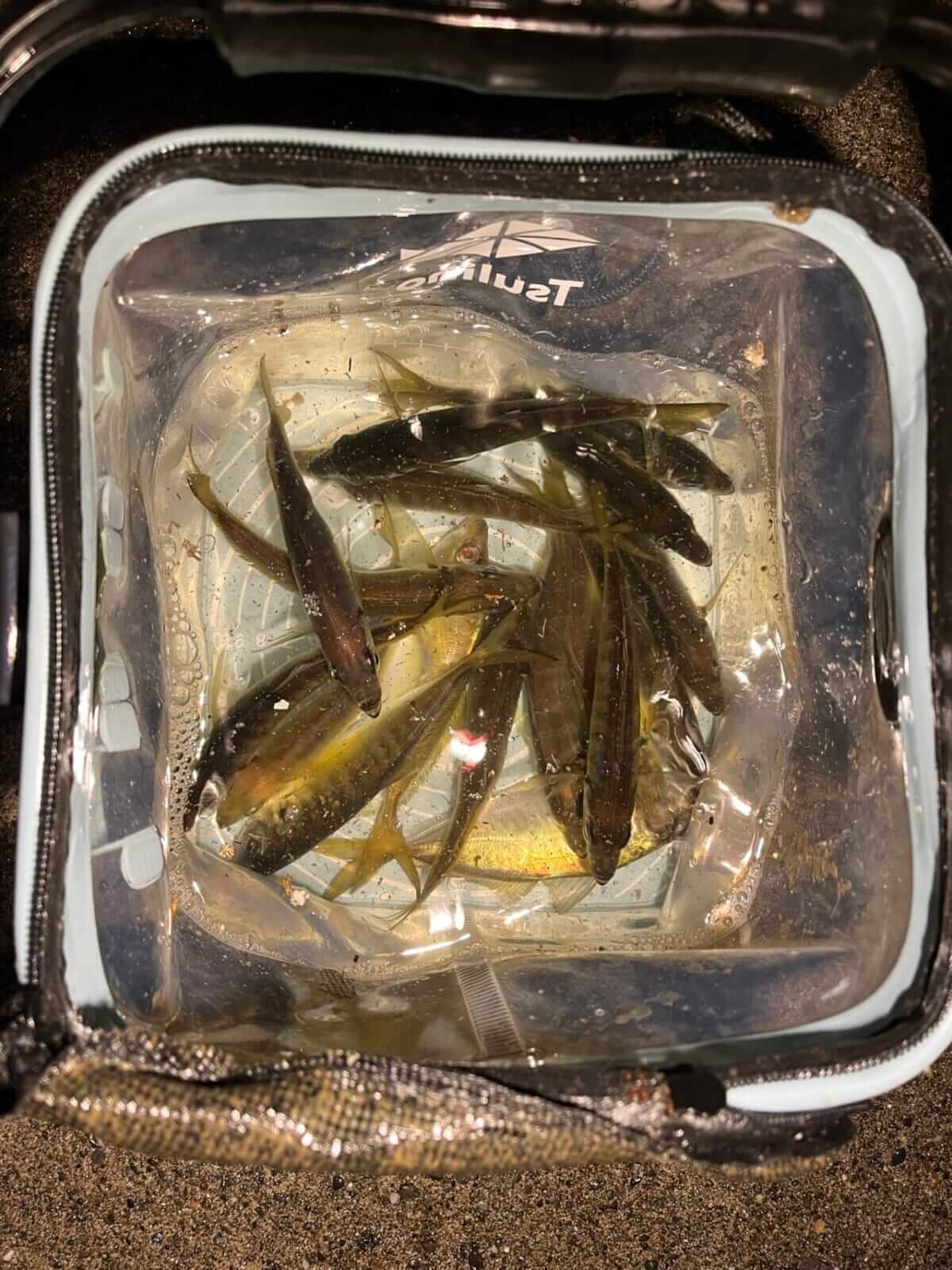 ｜手軽にフラっと行けて、奥深い。食べても美味しいアジングの魅力とは？ 使用タックルも解説。