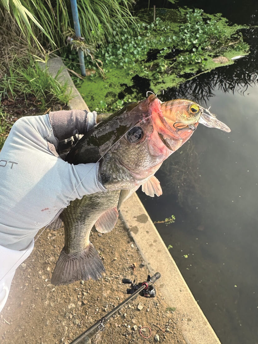 ｜バスを実際に釣って検証10本!!『アピールとナチュラルどっちが釣れる？』ほか