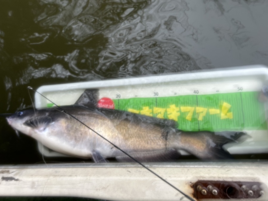 ｜冷たい雨で水温6度台でもバスは釣れる！ハードベイトの達人が教える『フランジャー』のチューニング方法【鈴木翔の”SHOWUP!!”】