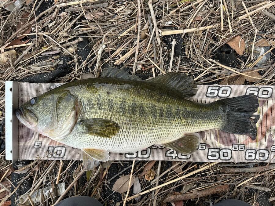 ｜カスミ水系は難易度MAX、攻略の鍵は？釣り納めで良型をキャッチしたテクニックを公開【週刊ササカツ無双】