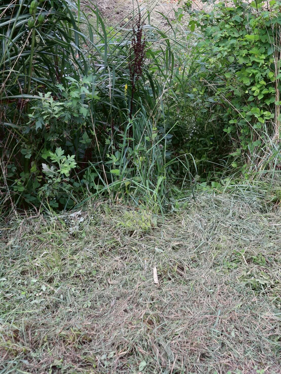 ｜「フロントガラスを割られて…」缶コーヒーの匂いでクマが車に侵入⁉︎ 思わぬ遭遇を避けるための注意点とは。