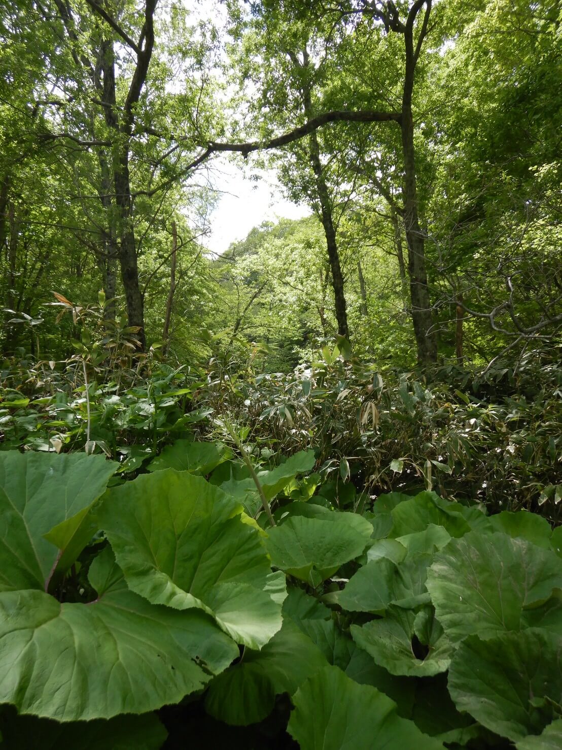 ｜「フロントガラスを割られて…」缶コーヒーの匂いでクマが車に侵入⁉︎ 思わぬ遭遇を避けるための注意点とは。