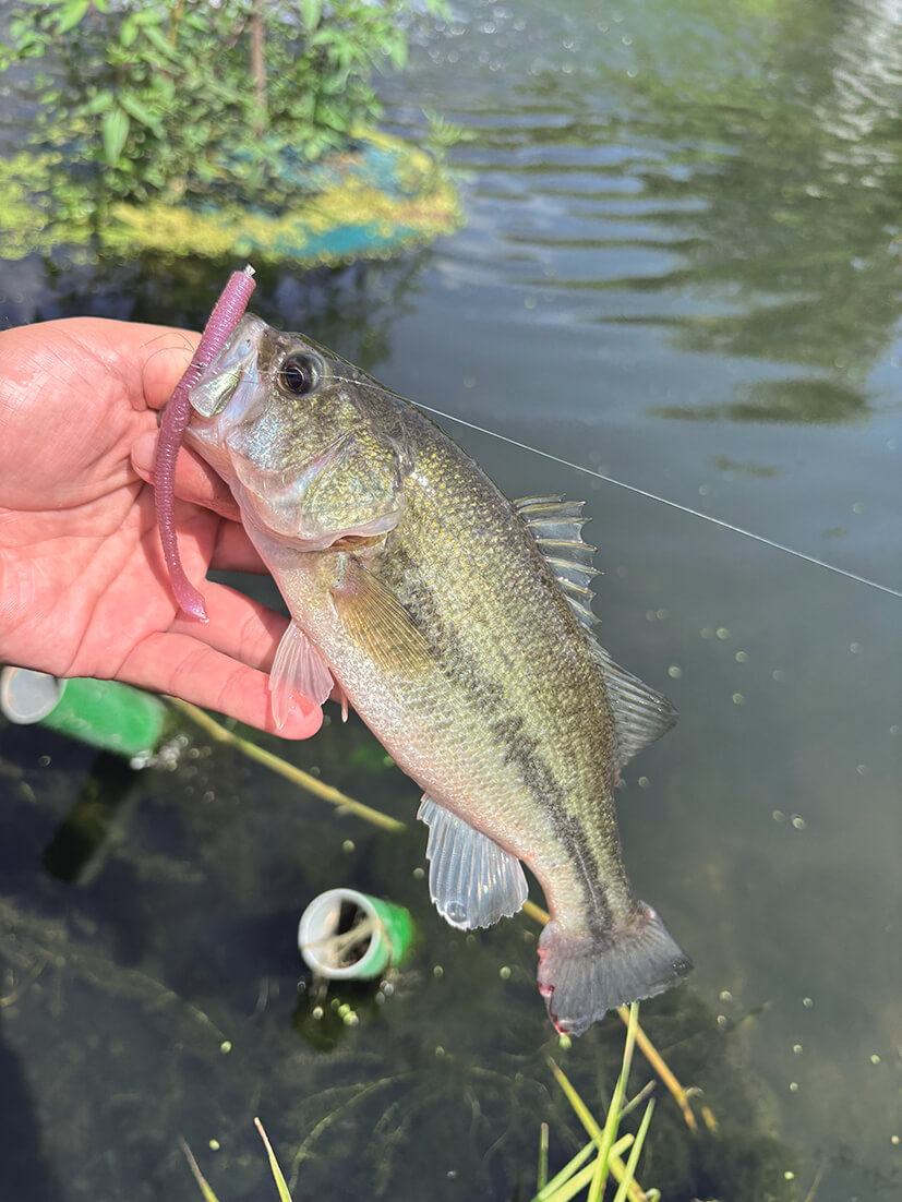 |バスを実際に釣って検証10本!!『アピールとナチュラルどっちが釣れる?』ほか