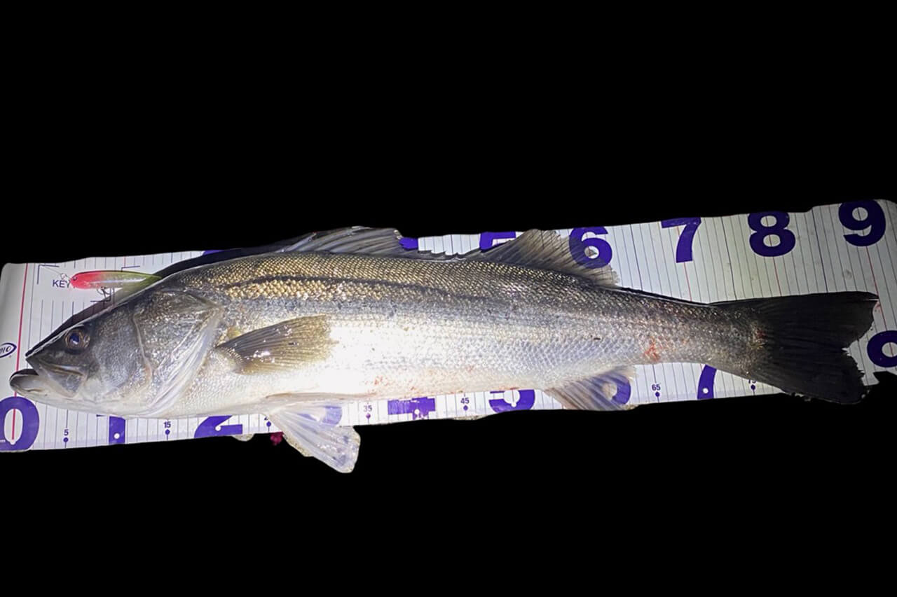 |「冬に釣りたいなら“コレ巻いて”」これからの時期にオススメしたいルアー3選。「デカいのも狙えます」