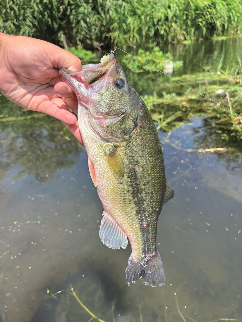 ｜バスを実際に釣って検証10本!!『アピールとナチュラルどっちが釣れる？』ほか