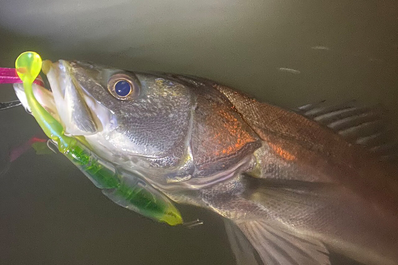 |「冬に釣りたいなら“コレ巻いて”」これからの時期にオススメしたいルアー3選。「デカいのも狙えます」