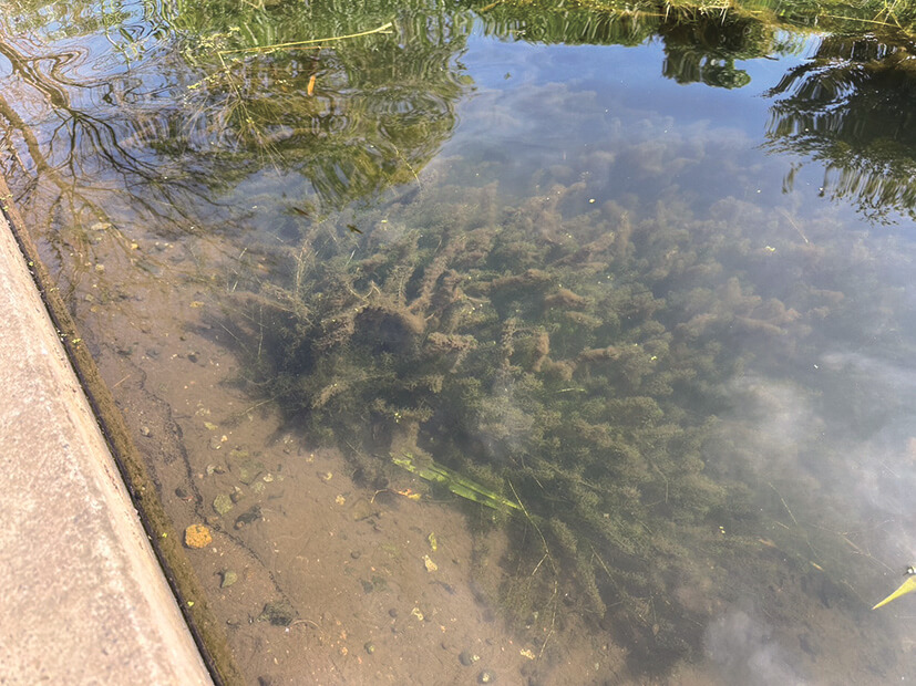 ｜バスを実際に釣って検証10本!!『アピールとナチュラルどっちが釣れる？』ほか