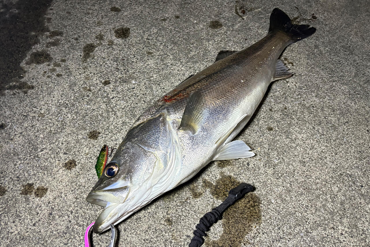 |いよいよハイシーズン終了!? 今年の東京湾の秋爆事情は?【週刊・東京湾シーバス情報】