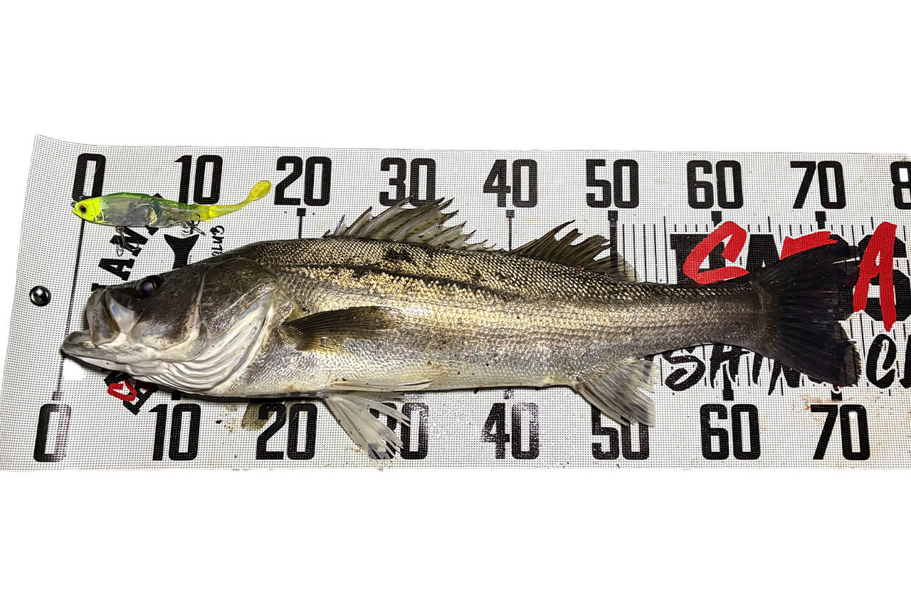 |2025年の東京湾を振り返りながらシーズナルパターンを解説。オススメルアーと釣り方は?「大型のシーバスにも出会えました」