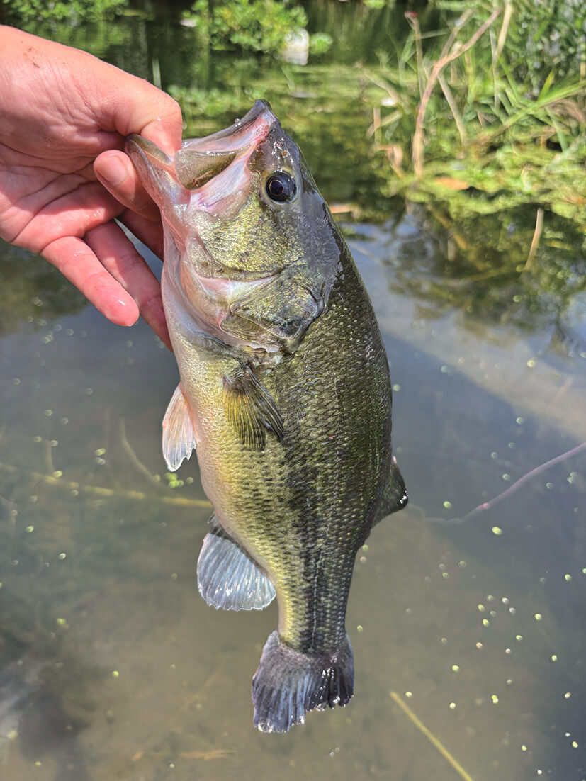 ｜バスを実際に釣って検証10本!!『アピールとナチュラルどっちが釣れる？』ほか