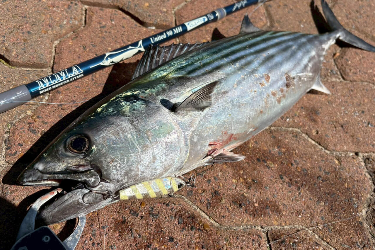 ｜「実は激アツです」オペラハウスの前で釣りをしてみたら…。カツオからサメまで釣れるってホント!?