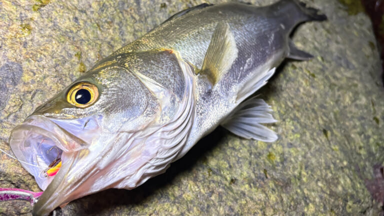 いよいよハイシーズン終了!? 今年の東京湾の秋爆事情は？【週刊・東京湾シーバス情報】