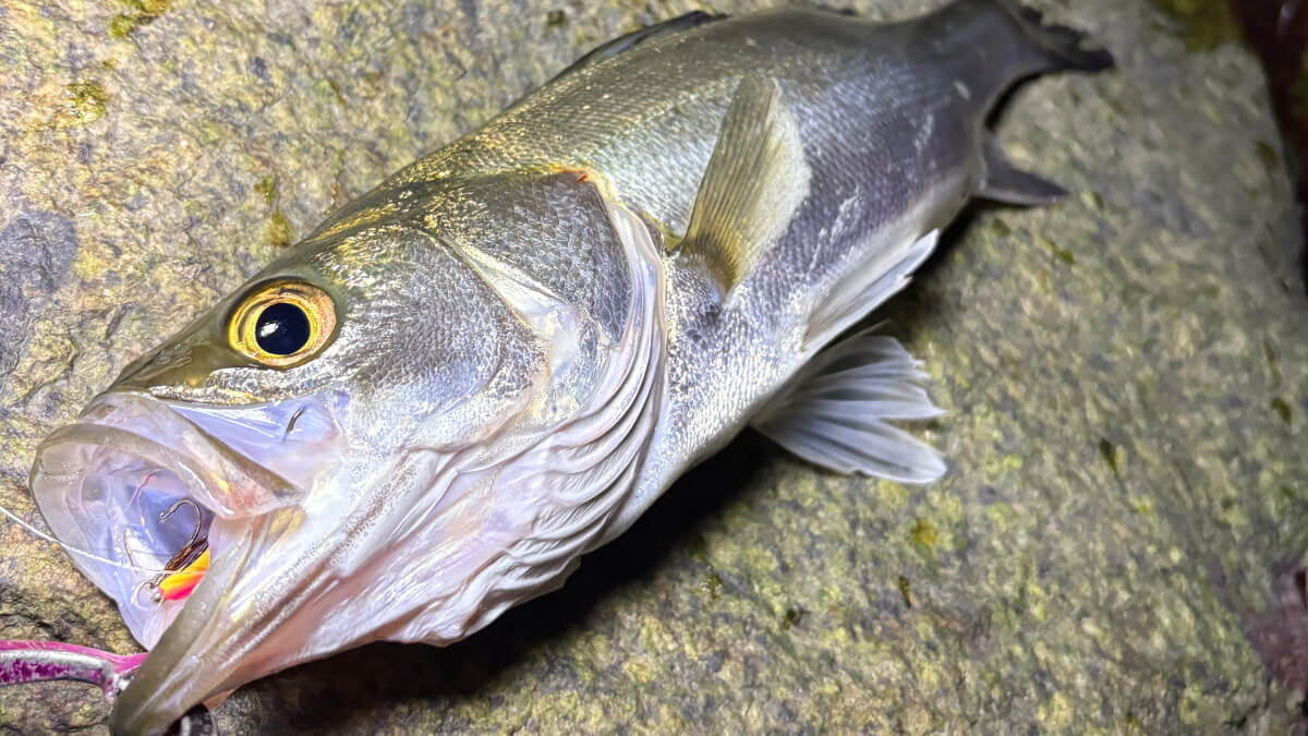 |いよいよハイシーズン終了!? 今年の東京湾の秋爆事情は?【週刊・東京湾シーバス情報】