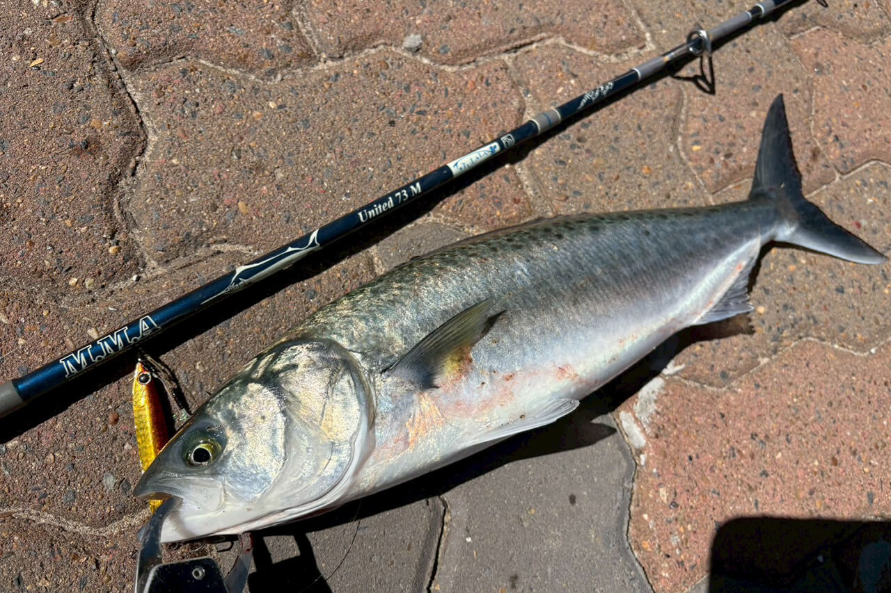 ｜「実は激アツです」オペラハウスの前で釣りをしてみたら…。カツオからサメまで釣れるってホント!?