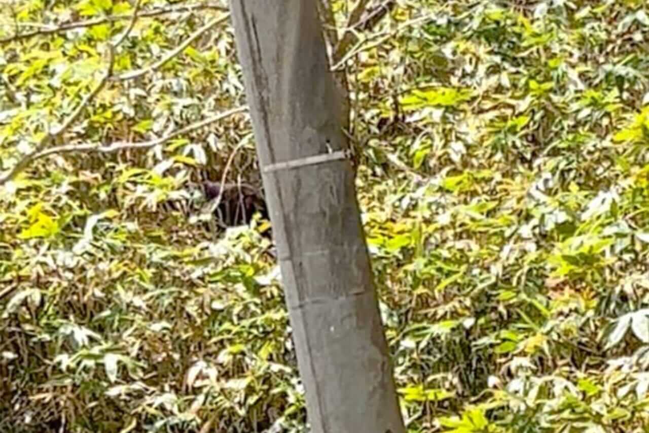 ｜「フロントガラスを割られて…」缶コーヒーの匂いでクマが車に侵入⁉︎ 思わぬ遭遇を避けるための注意点とは。