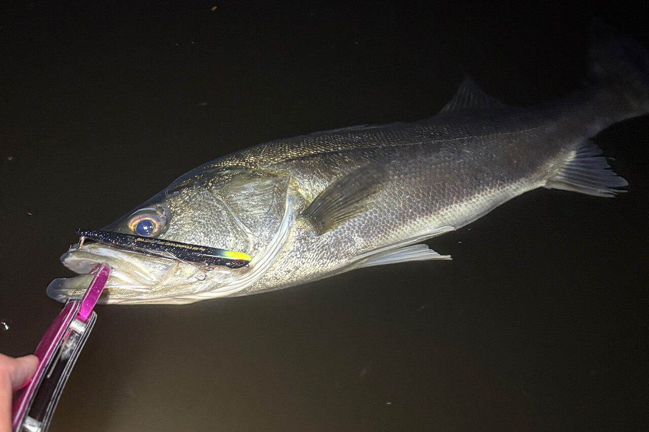 ｜2025年の東京湾を振り返りながらシーズナルパターンを解説。オススメルアーと釣り方は？「大型のシーバスにも出会えました」