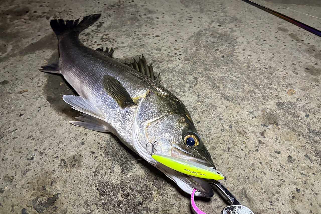 |いよいよハイシーズン終了!? 今年の東京湾の秋爆事情は?【週刊・東京湾シーバス情報】