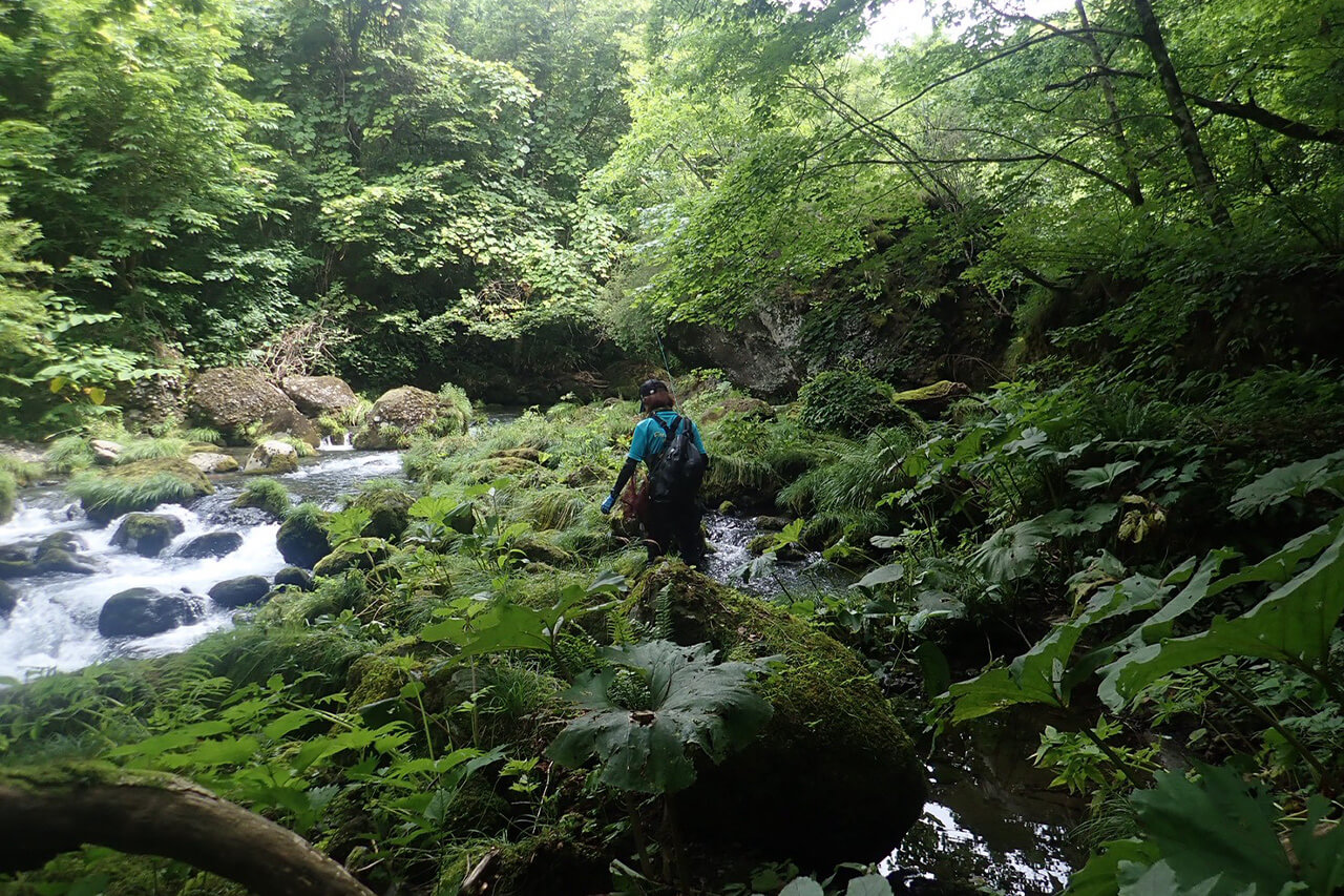 ｜「フロントガラスを割られて…」缶コーヒーの匂いでクマが車に侵入⁉︎ 思わぬ遭遇を避けるための注意点とは。