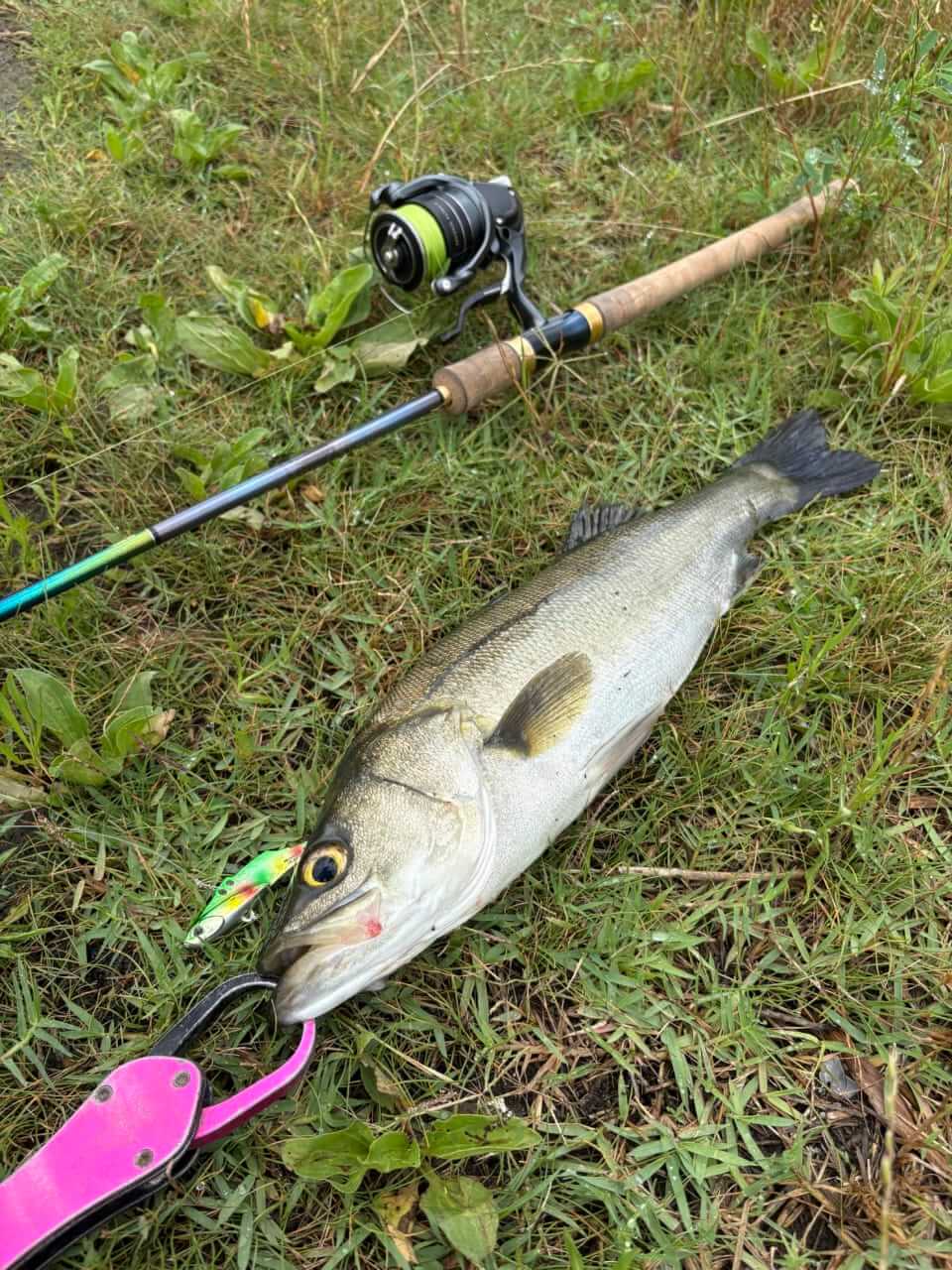 ｜2025年の東京湾を振り返りながらシーズナルパターンを解説。オススメルアーと釣り方は？「大型のシーバスにも出会えました」