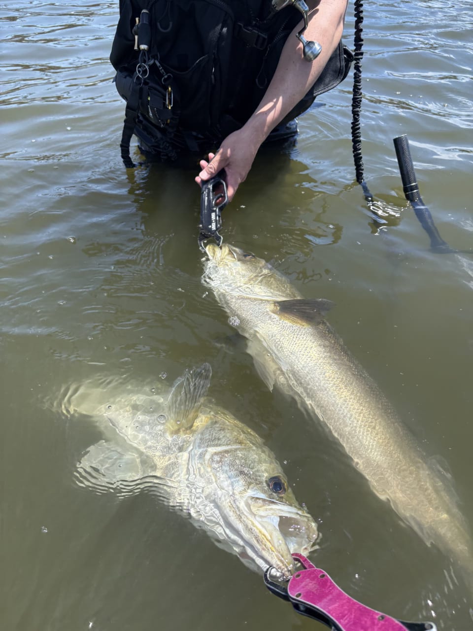｜2025年の東京湾を振り返りながらシーズナルパターンを解説。オススメルアーと釣り方は？「大型のシーバスにも出会えました」