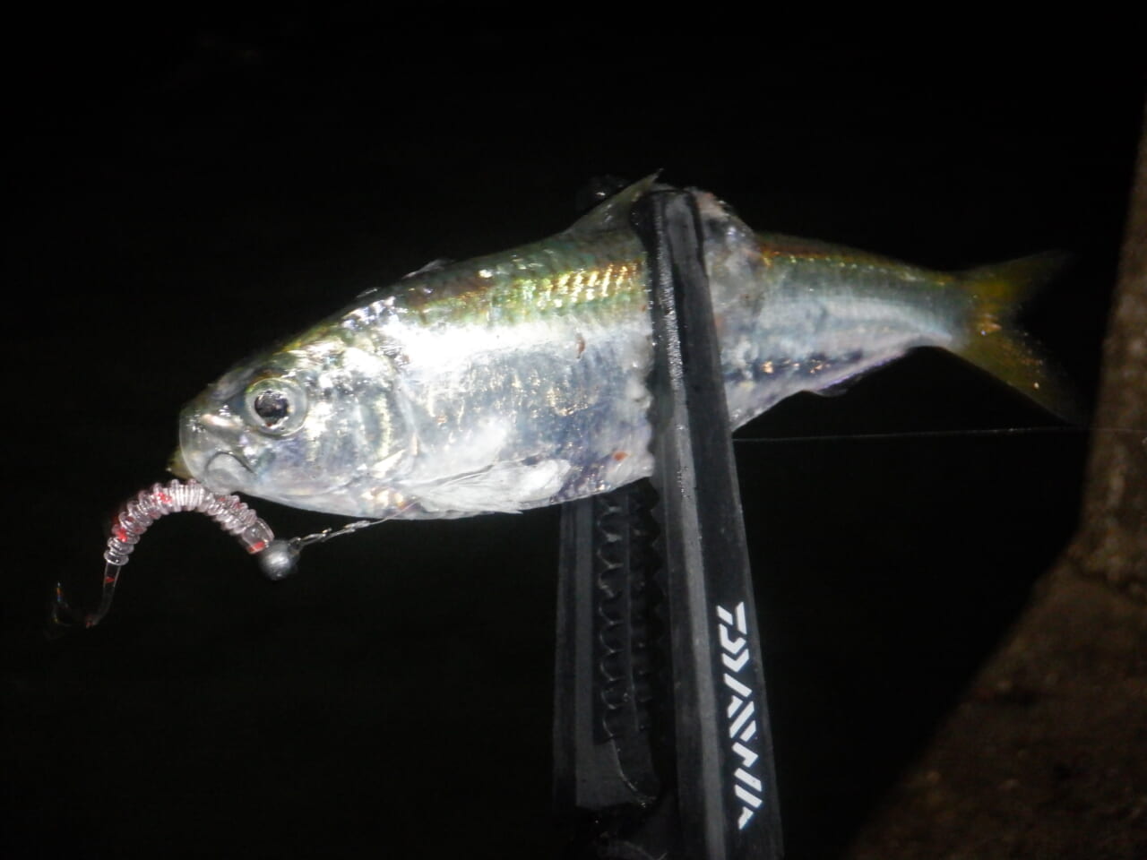 ｜【防寒対策も！】外房アジングでゲストフィッシュ連発⁉月下美人MXにラインナップされたショートモデルの魅力もぞれぞれ解説！【今日もいいチョーシ】