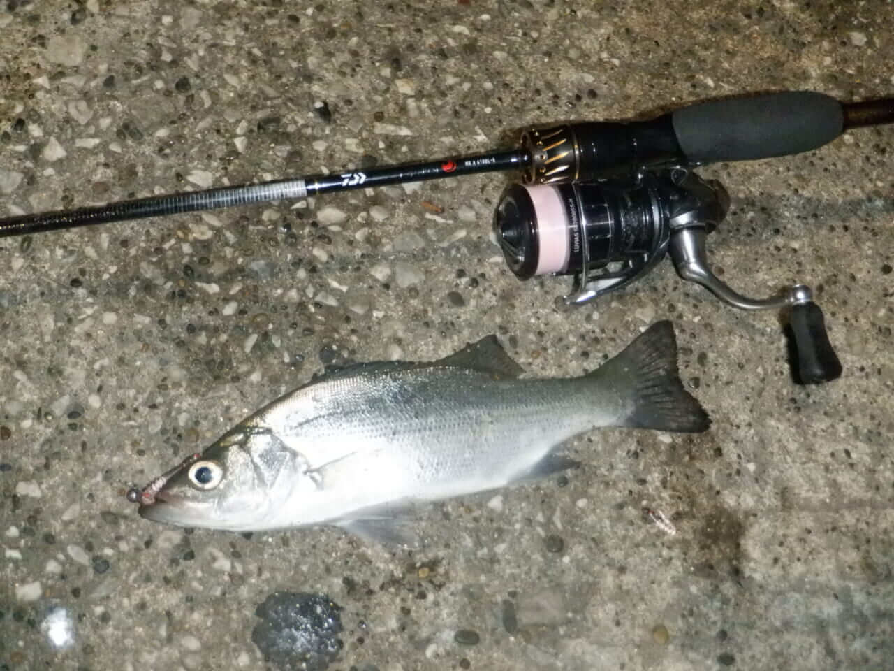 ｜【防寒対策も！】外房アジングでゲストフィッシュ連発⁉月下美人MXにラインナップされたショートモデルの魅力もぞれぞれ解説！【今日もいいチョーシ】