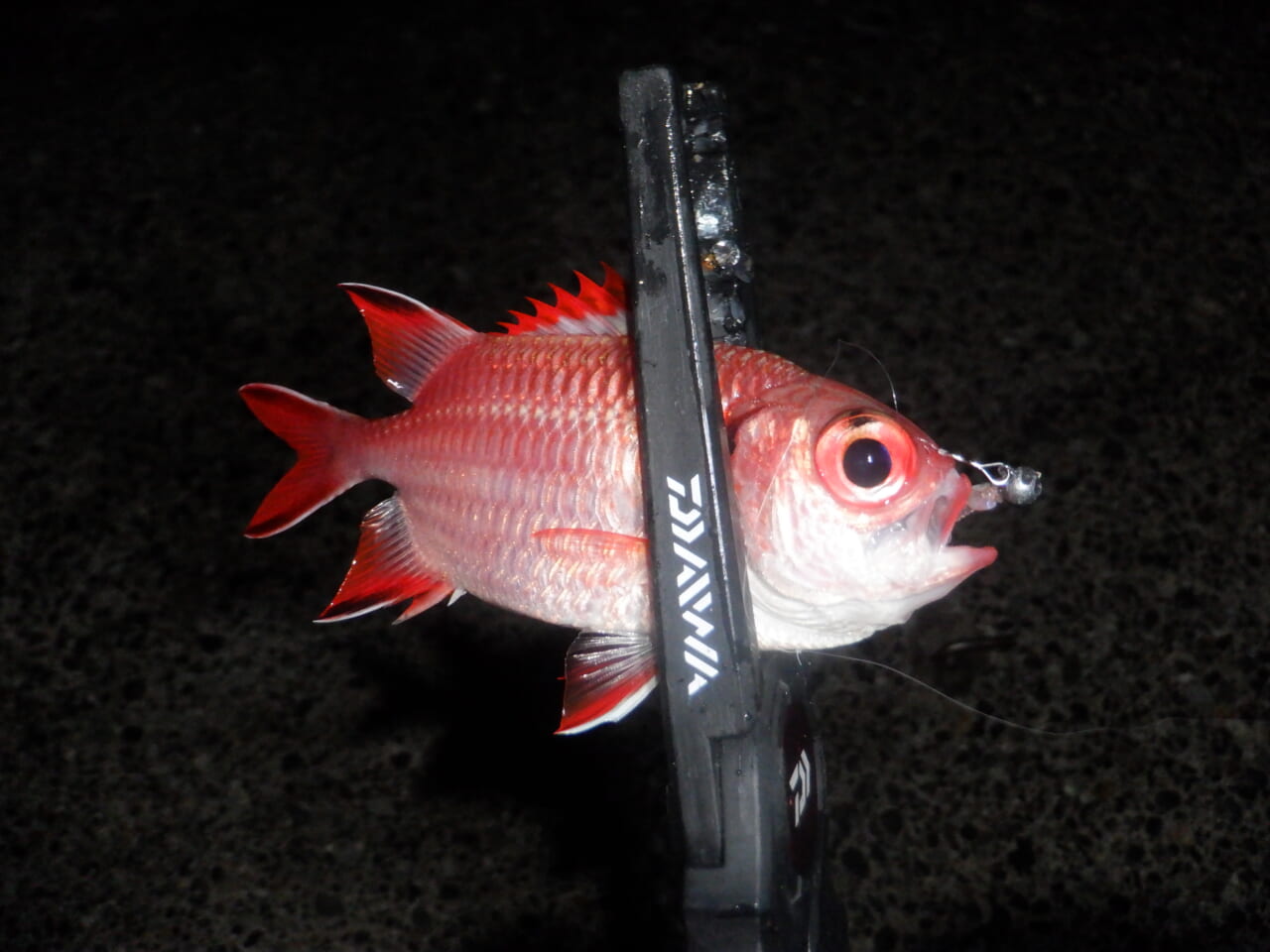 ｜【防寒対策も！】外房アジングでゲストフィッシュ連発⁉月下美人MXにラインナップされたショートモデルの魅力もぞれぞれ解説！【今日もいいチョーシ】