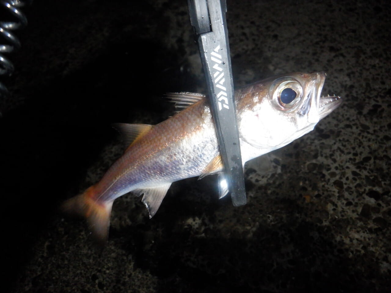 ｜【防寒対策も！】外房アジングでゲストフィッシュ連発⁉月下美人MXにラインナップされたショートモデルの魅力もぞれぞれ解説！【今日もいいチョーシ】