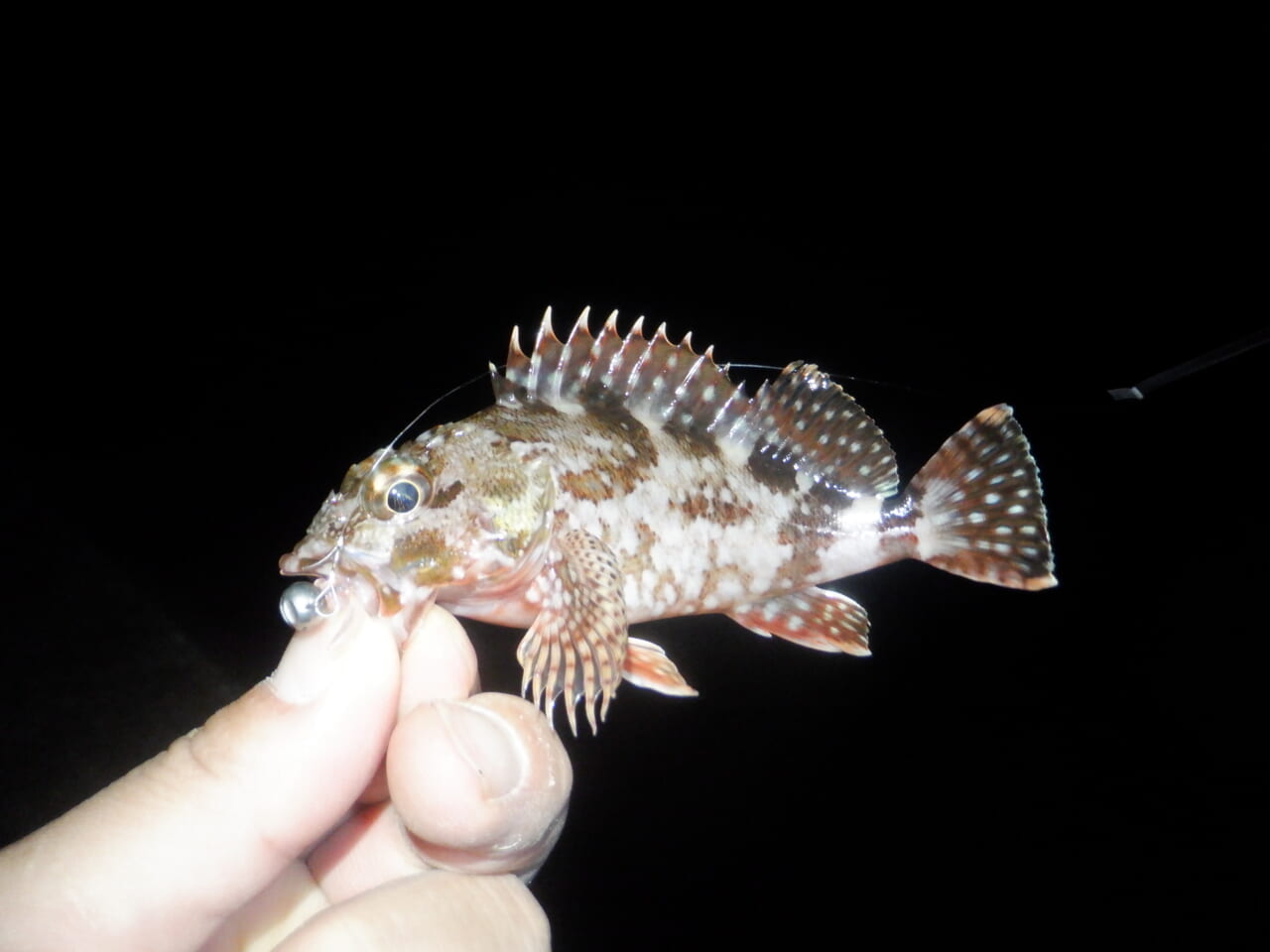 ｜【防寒対策も！】外房アジングでゲストフィッシュ連発⁉月下美人MXにラインナップされたショートモデルの魅力もぞれぞれ解説！【今日もいいチョーシ】