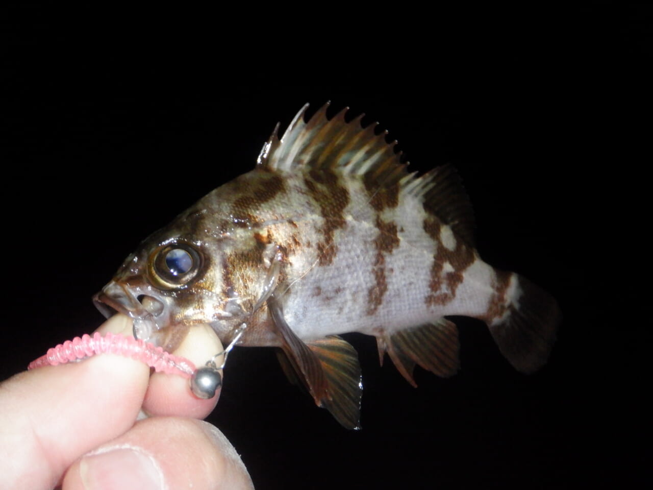 ｜【防寒対策も！】外房アジングでゲストフィッシュ連発⁉月下美人MXにラインナップされたショートモデルの魅力もぞれぞれ解説！【今日もいいチョーシ】