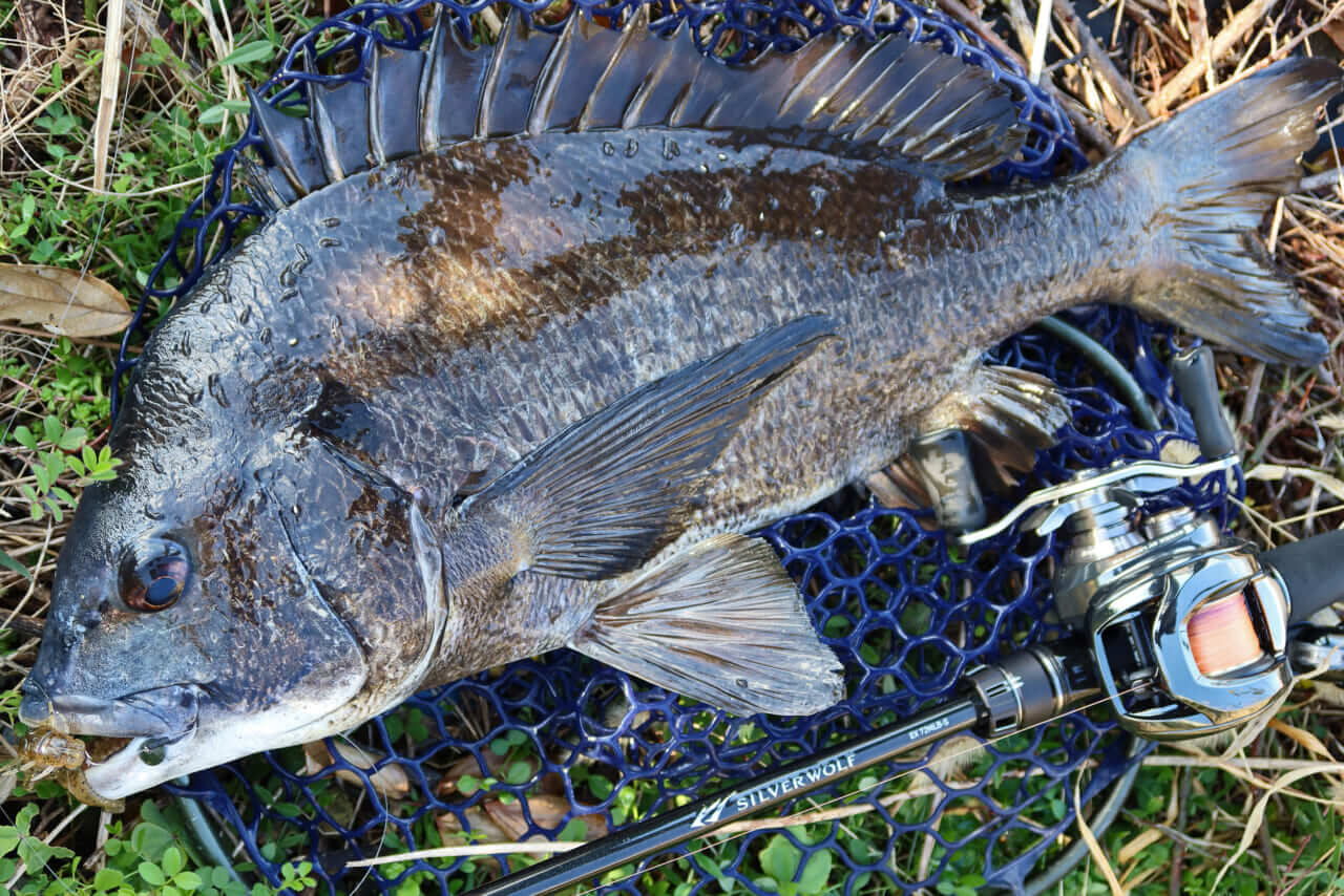 ｜【チニング25AWシーズン振り返り】冬でもトップ炸裂。浜名湖では超弩級のモンスターも登場！「次期新製品も期待してください！」