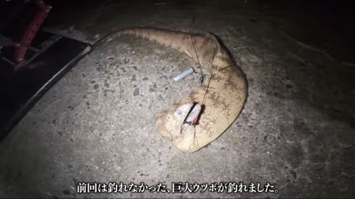 ｜「マジで釣れるの…」「ヤバいくらいいるかも」身近な堤防で“記録クラス”を狙った結果。「幻の噂を確かめていきます」