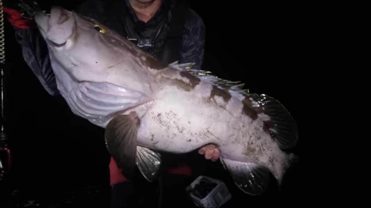 ｜「携帯の電波も入りません」「この島はスゴすぎる」“国内最高峰の離島”で狙う『巨大クエ』。磯の上で泊まり込みで釣りをしたら…。