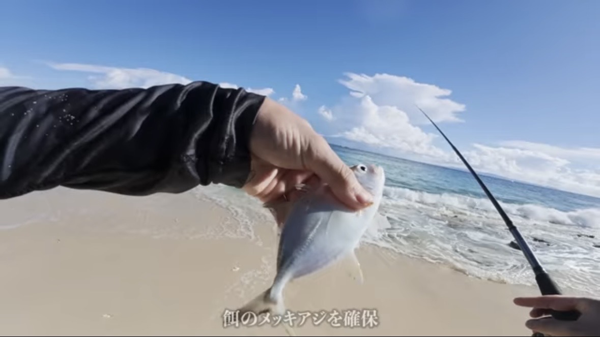 ｜「マジか」「こんなところで…」砂浜で釣れたまさかの“魚”に反響多数。「本当にレアなやつです」