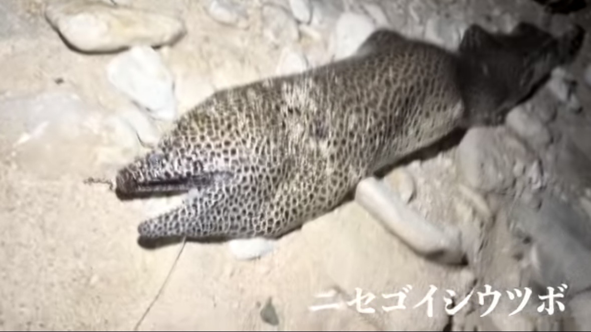 ｜「マジか」「こんなところで…」砂浜で釣れたまさかの“魚”に反響多数。「本当にレアなやつです」