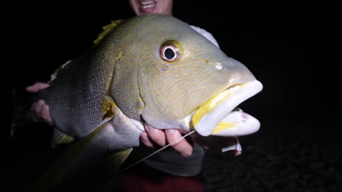 ｜「マジか」「こんなところで…」砂浜で釣れたまさかの“魚”に反響多数。「本当にレアなやつです」