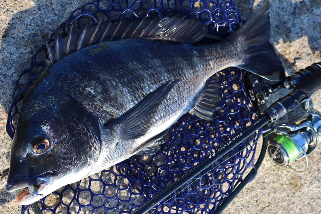 ｜【チニング25AWシーズン振り返り】冬でもトップ炸裂。浜名湖では超弩級のモンスターも登場！「次期新製品も期待してください！」