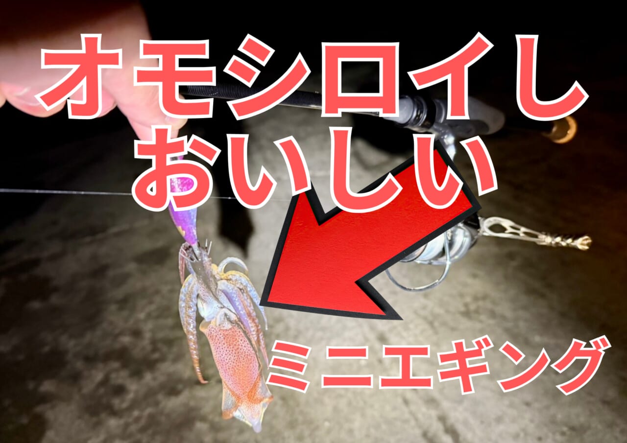 |ヒイカ・ミニエギング絶好期!テンタコで狙うと楽しすぎるし、おいしすぎて幸せ。