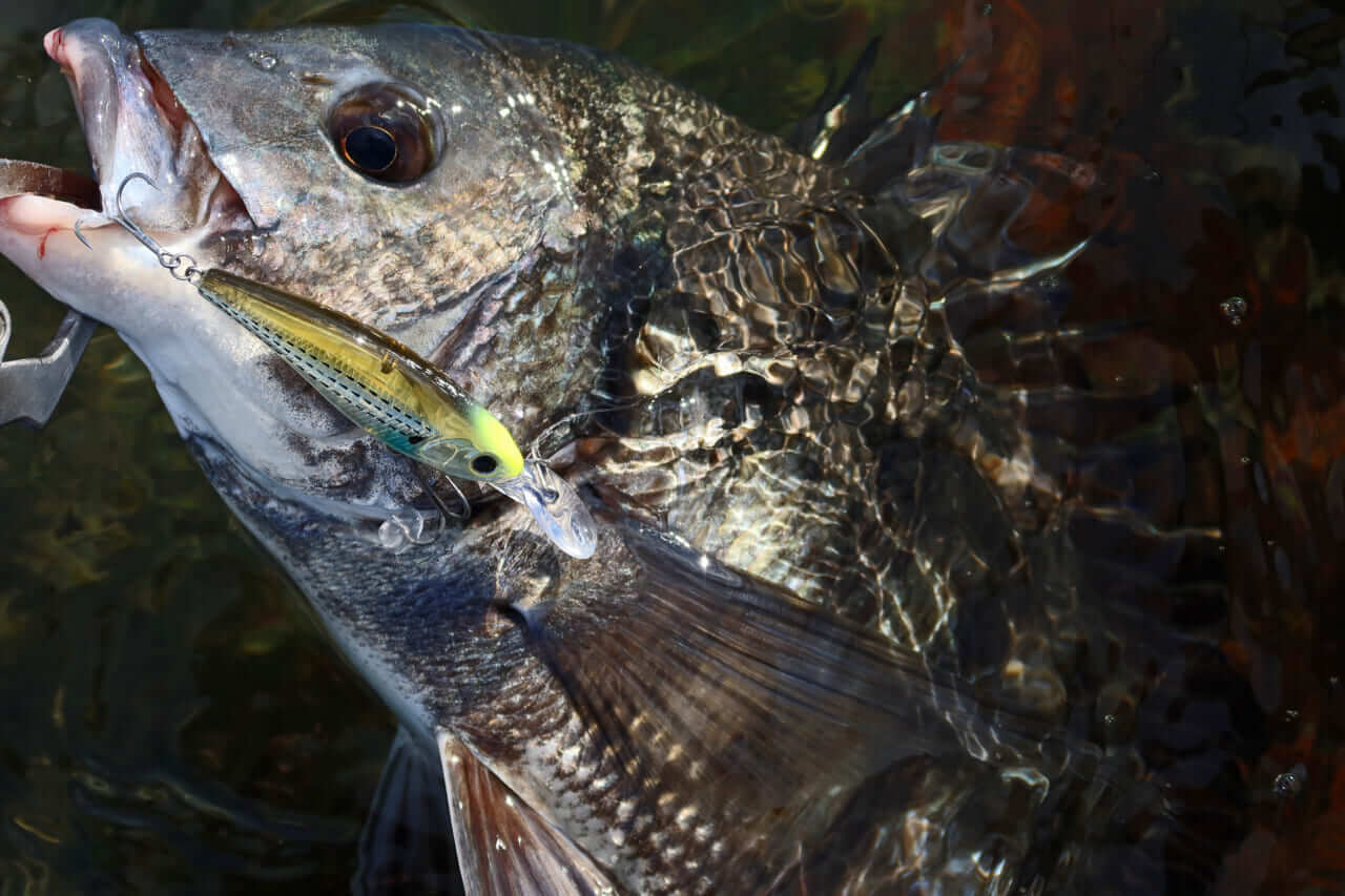 ｜【チニング25AWシーズン振り返り】冬でもトップ炸裂。浜名湖では超弩級のモンスターも登場！「次期新製品も期待してください！」